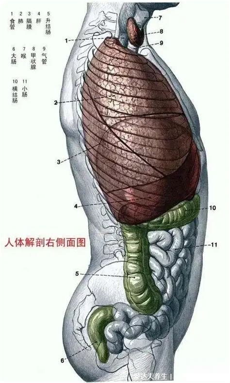 五臟六腑位置圖|身體器官分布圖，陪你掌握五臟六腑